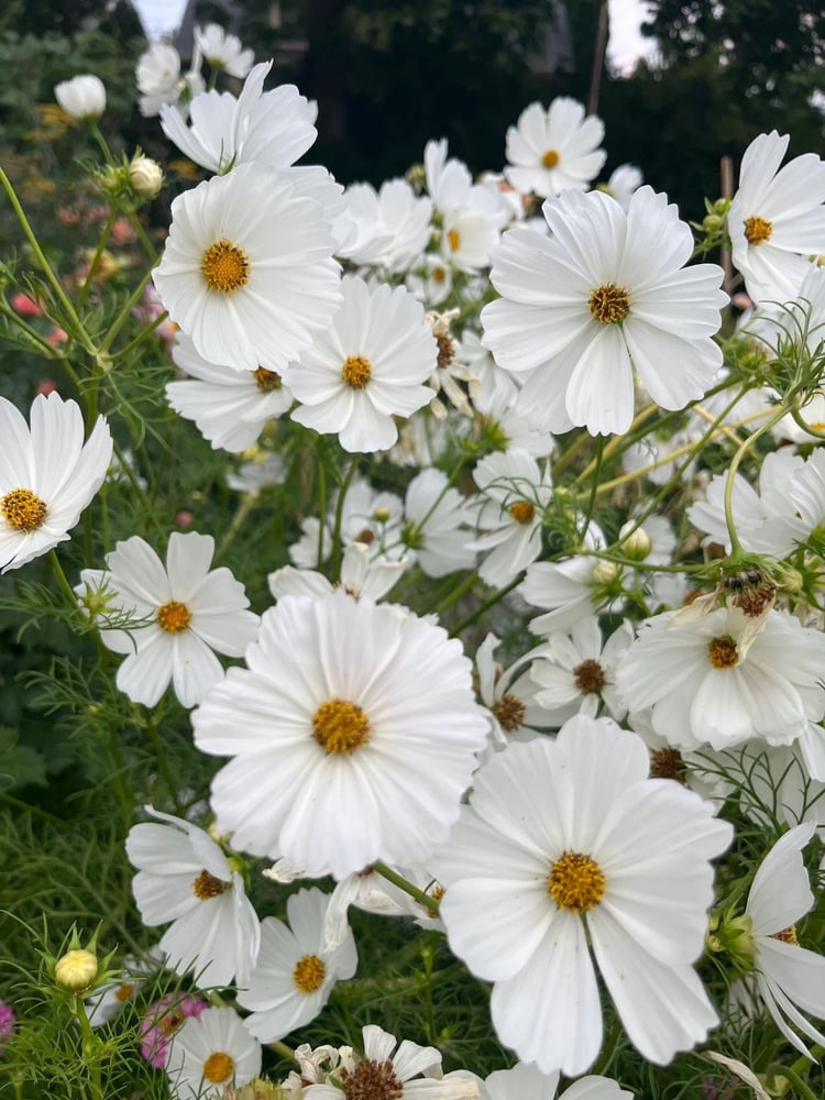 بذور زهور كوزموس النقاء الابيض  -Cosmos Purity White Flower Seeds