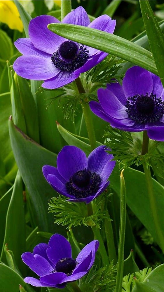 ابصال زهور شقائق النعمان البنفسجية - Purple anemone flower bulbs
