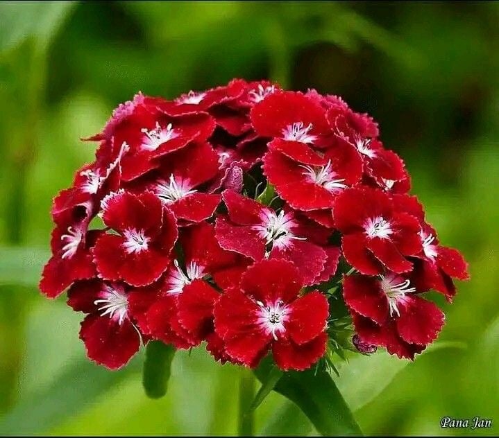 بذور زهرة القرنفل "سويت ويليام" - Sweet William carnation seeds