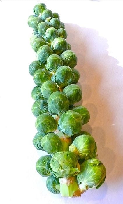 بذور براسل سبروات  ملفوف صغير (هجين) -Brussels Sprout BRECHIN F1
