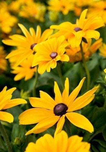 بذور زهور رودبيكيا الصيف الهندي حاصلة على علامة الجودة الاوربية . -Indian summer rudbeckia seeds