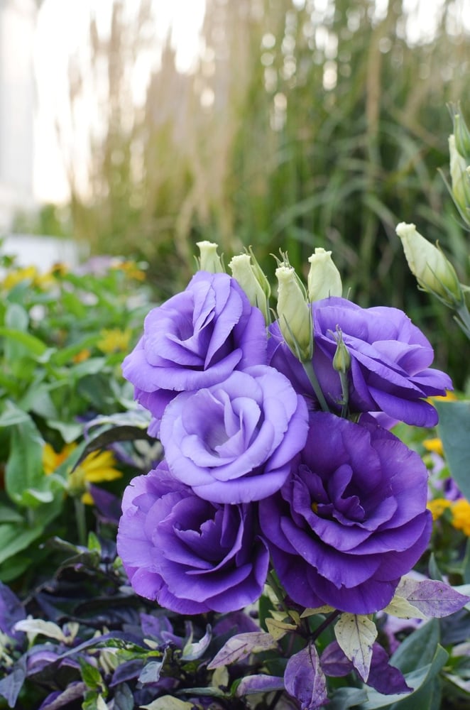 ‎ بذور زهور ليسيانثوس زرقاء (F1) مغلقه -Blue Pelleted (F1) Lisianthus Seeds