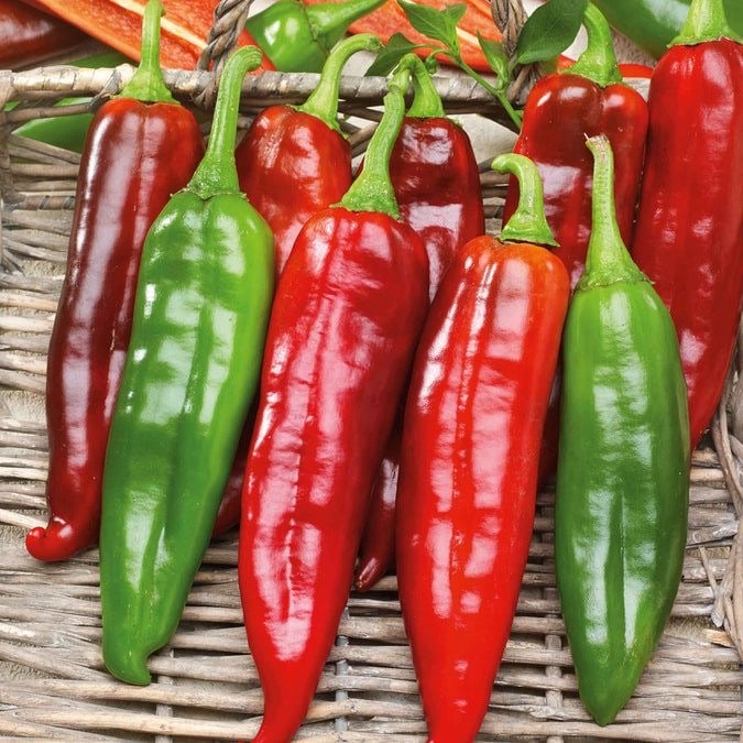 بذور فلفل جيم العملاق - Pepper Hot Big Jim Seeds