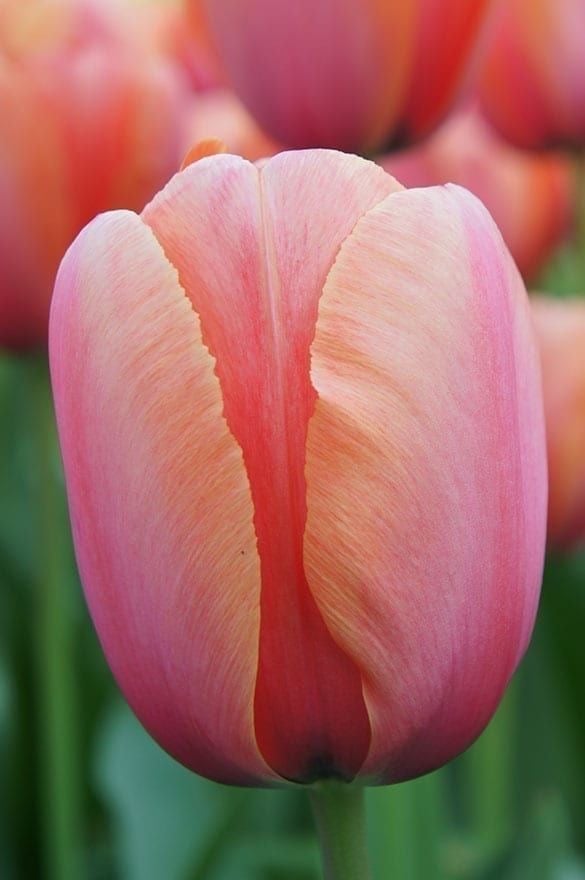 ابصال التوليب الخوخ فوكس - TULIPA  APRICOT FOXX