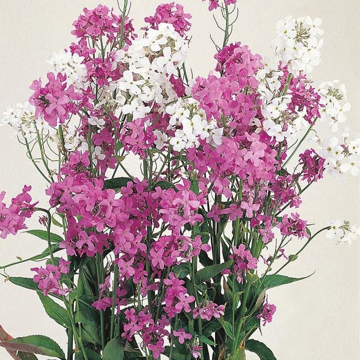 بذور زهور الروكيت الحلوة المختلطة - Sweet Rocket MIXED - HESPERIS