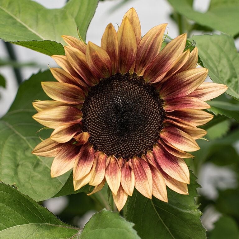 بذور دوار الشمس الخوخ ( هجين ) - ProCut® Plum Sunflower