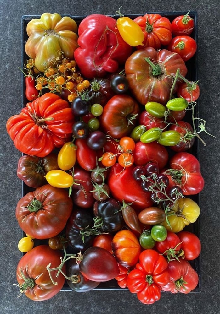 تشكيلة بذور 8 انواع طماطم منوع -Seeds for 8 different types of tomatoes