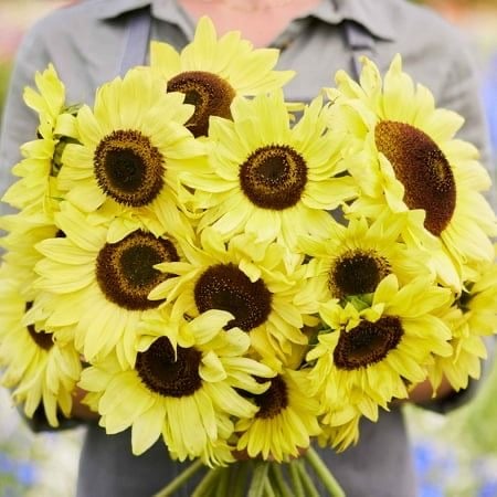 بذور زهور دوار الشمس ملكة الليمون -Lemon Queen Sunflower