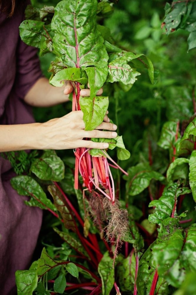 بذور سلق فولكان شركة جوني RHUBARB CHARD (VULCAN)