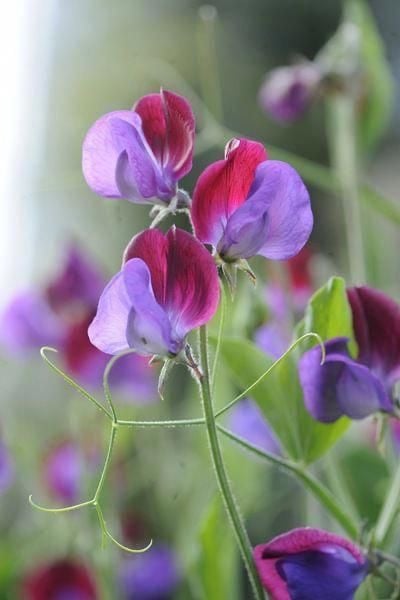 بذور سويت بيا ( شركة جونسون ) - Sweet Pea