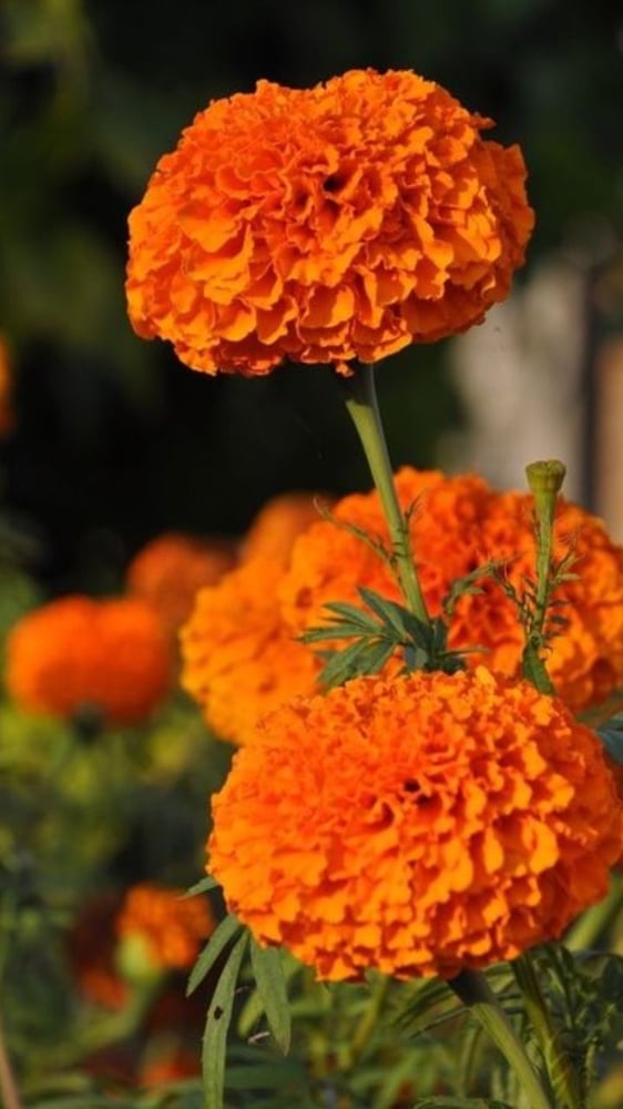 بذور زهور قطيفة فرنسية (متوارث) - French marigold (heirloom
