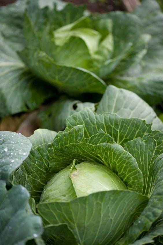 بذور ملفوف (كرنب )  (هجين F1) شركة جونسون. - Cabbage seeds (F1)