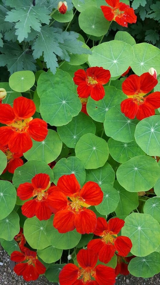 بذور زهور نستريشيوم ازهار حمراء (شركة جونسون ) -Nasturtium RED TROIKA