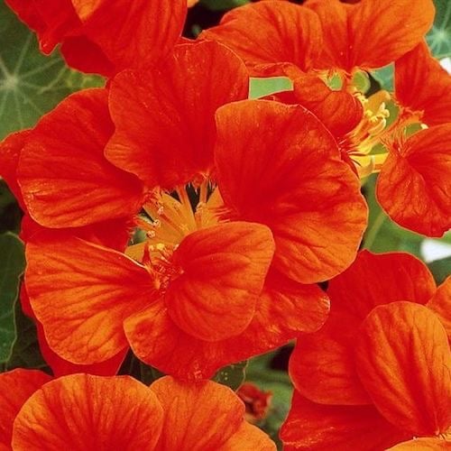 بذور زهور نستريشيوم اليوسفي ( ابو خنجر ) - Nasturtium WHIRLYBIRD TANGERINE