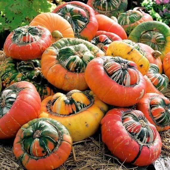 بذور يقطين عمامة الترك - Turkish turban pumpkin seeds