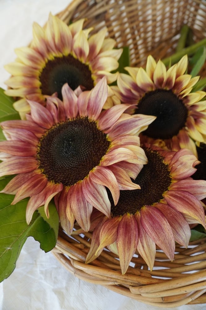 بذور دوار الشمس الخوخ ( هجين ) - ProCut® Plum Sunflower