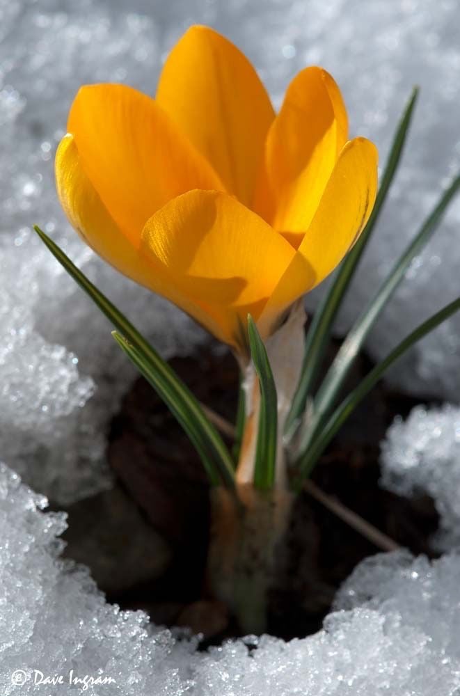 أبصال زهور  الزعفران الأصفر الذهبي الزاهي.  -Golden-yellow saffron flower bulbs.