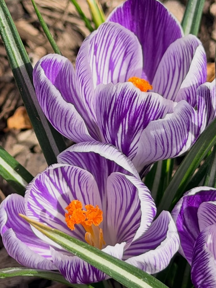 أبصال زهور الزعفران الربيعي - Crocus vernus
