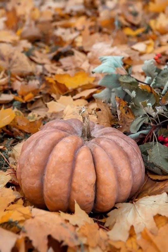 بذور يقطين المسك - Musk pumpkin seeds