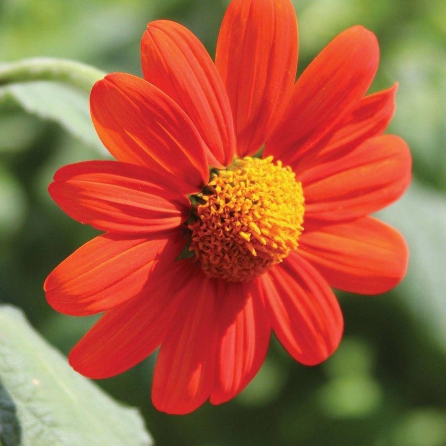 بذور دوار الشمس المكسيكية - Mexican Sunflower Seeds