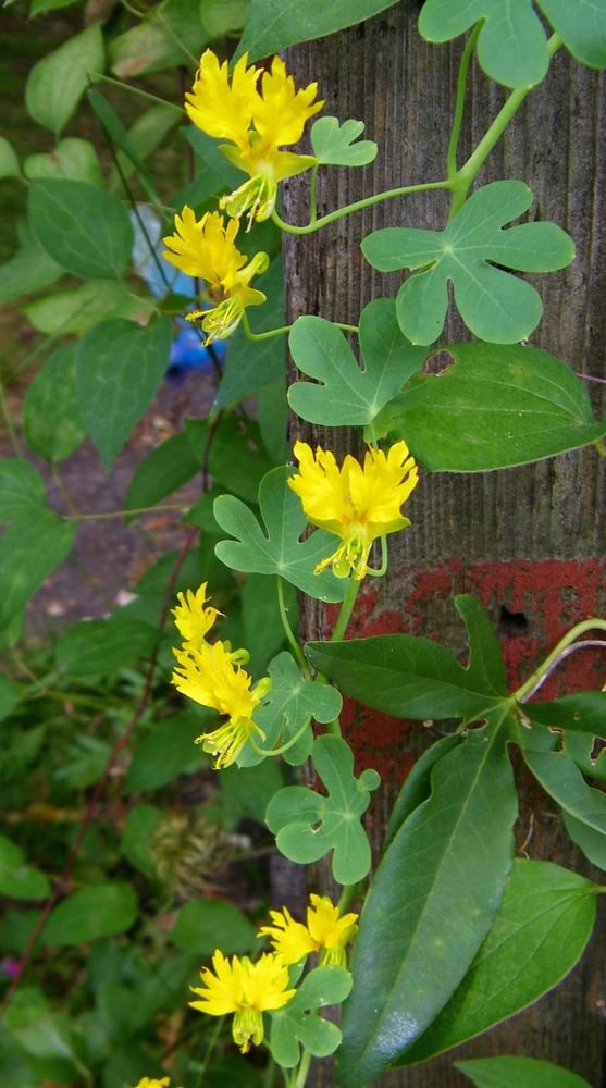 بذور ازهار الكناري المتسلق ( الكبوسين ) -Nasturtium Seeds - Canary Creeper