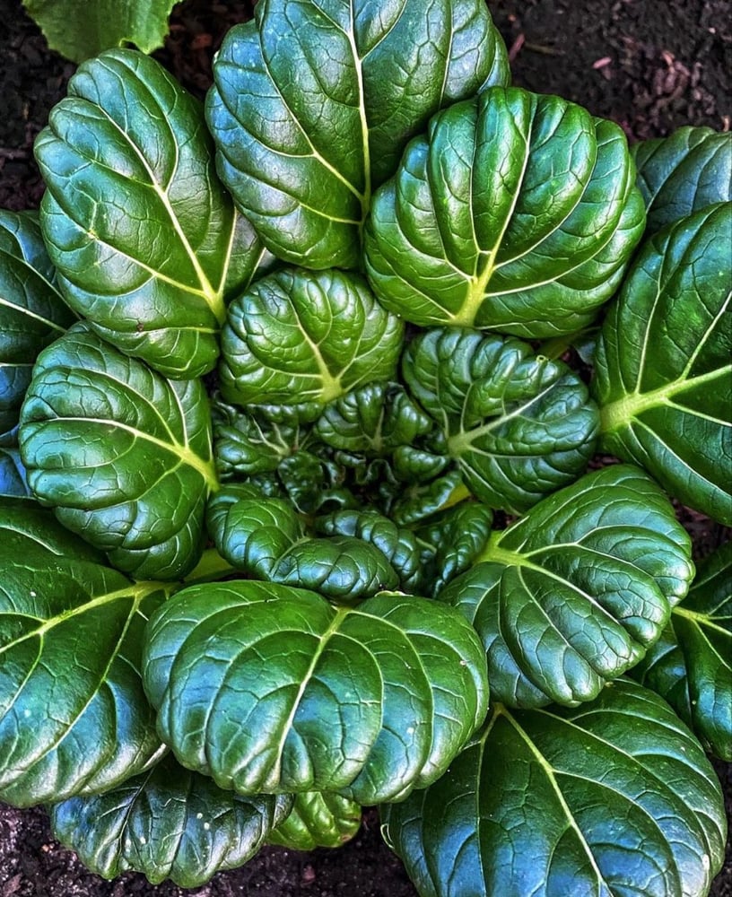 بذور بوك شوي تاستوي عضوي - Organic Bok choy seeds