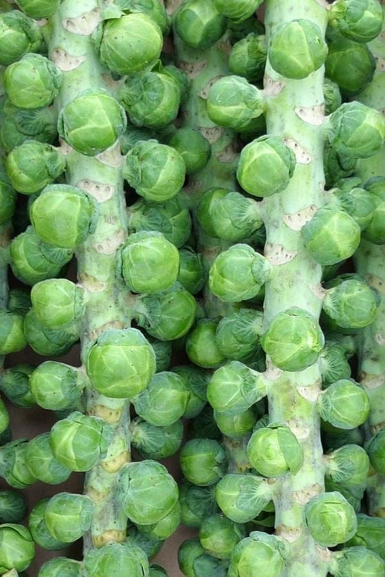 بذور براسل سبروات  ملفوف صغير (هجين) -Brussels Sprout BRECHIN F1