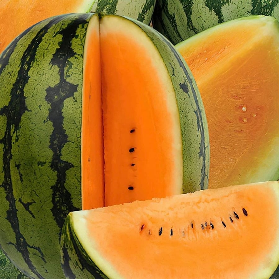 بذور البطيخ  برتقالي سكري - -Watermelon Tendersweet Orange