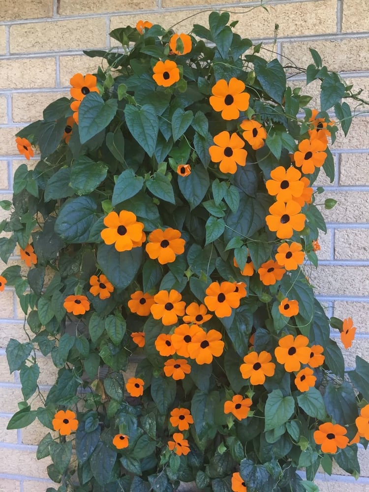 بذور متسلقة سوزان ذات العين السوداء -Black Eyed Susan Vine