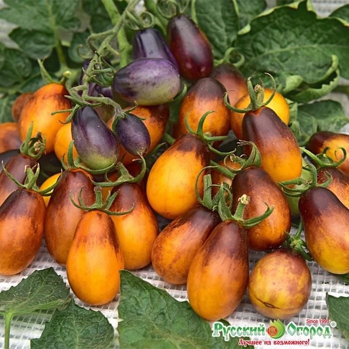 بذور طماطم نيلي كمثري ذات 1000 ثمرة - Tomato Indigo Pear Drops