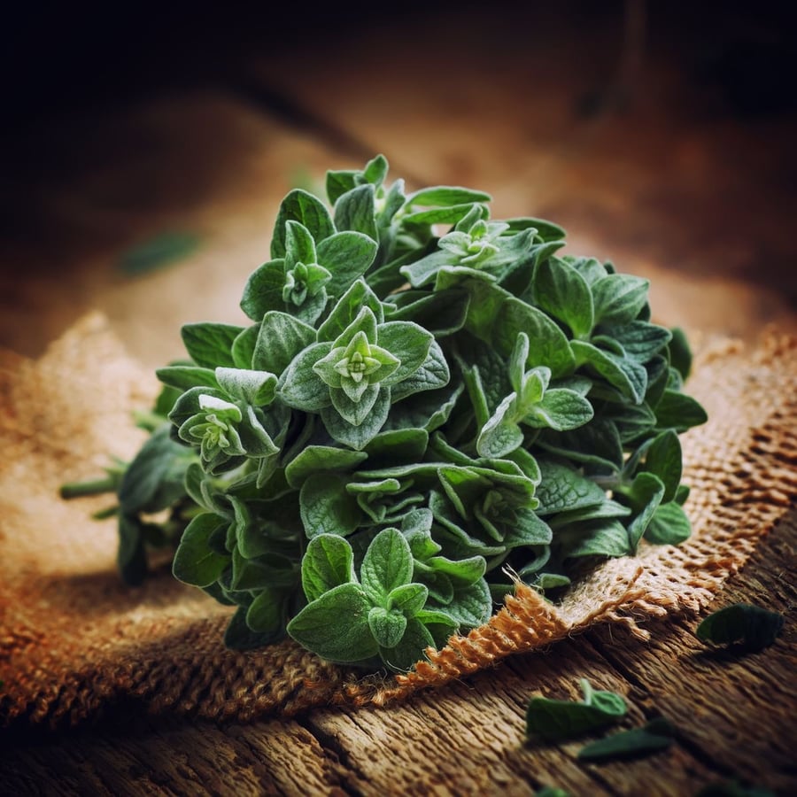 بذور  زعتر  سوري - Syrian thyme seeds