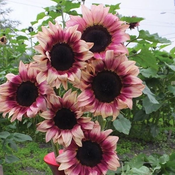 بذور دوار الشمس الفراولة ( هجين ) - Strawberry Blonde Sunflower