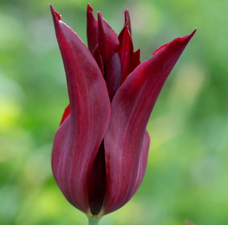 ابصال زهور التوليب التاح البرغندي -Burgundy Crown Tulip Bulbs