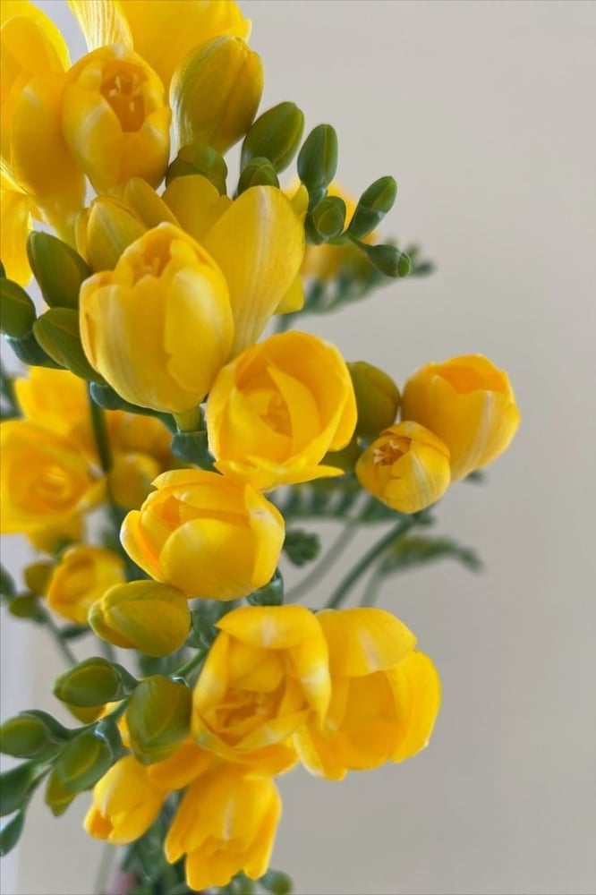 ابصال زهرة الفريزيا الصفراء المزدوجة (Freesia Double Yellow)