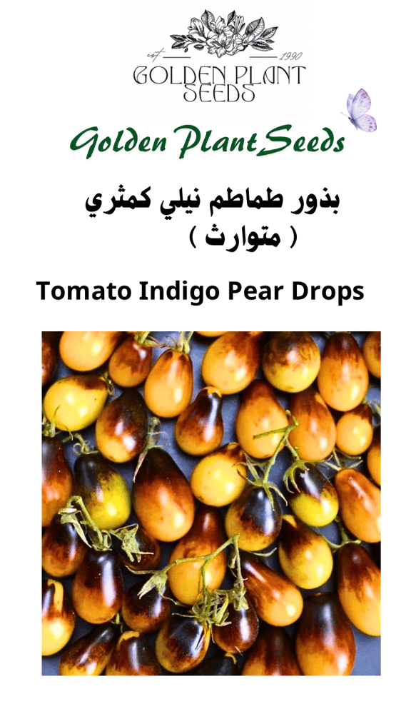 بذور طماطم نيلي كمثري ذات 1000 ثمرة - Tomato Indigo Pear Drops