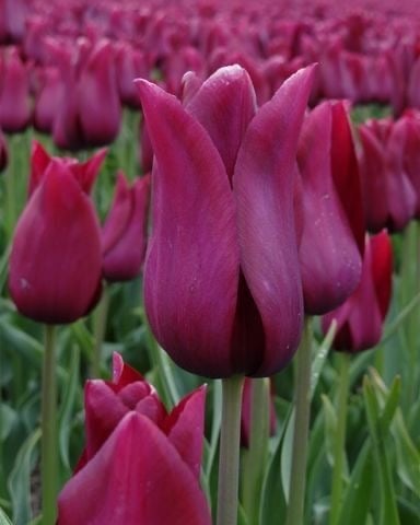 ابصال زهور التوليب التاح البرغندي -Burgundy Crown Tulip Bulbs