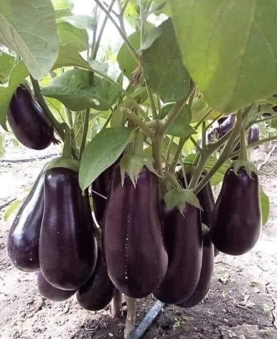 بذور باذنجان الجمال الأسود - Black Beauty صنف متوارث