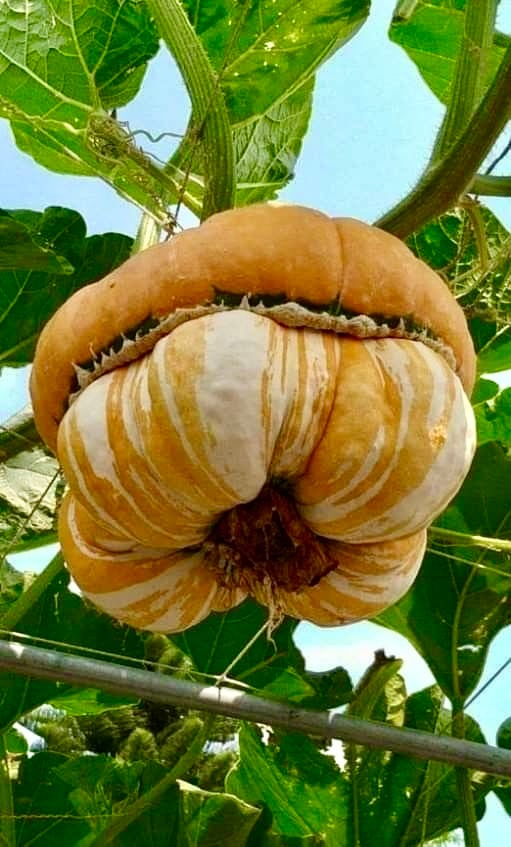 بذور يقطين عمامة الترك - Turkish turban pumpkin seeds