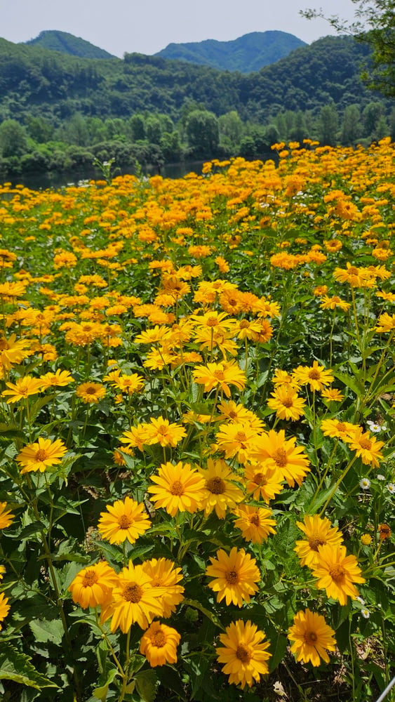 بذور دوار الشمس عين الثور - Sunflower Ox Eye