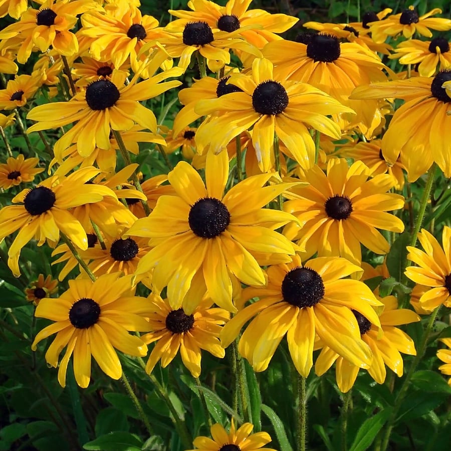 بذور زهور رودبيكيا الصيف الهندي حاصلة على علامة الجودة الاوربية . -Indian summer rudbeckia seeds