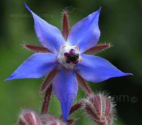 بذور زهور لسان الثور( بوراج) botanical interest