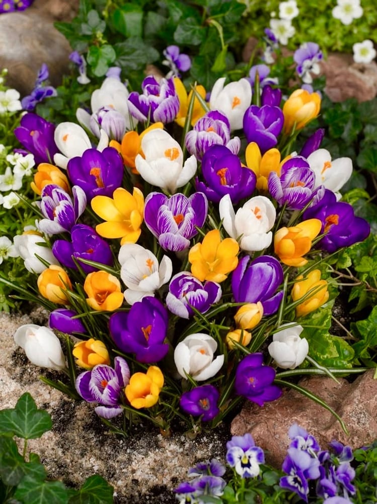 ابصال زهور الزعفران البري ( الكروكس). -"Crocus Botanical Mix)