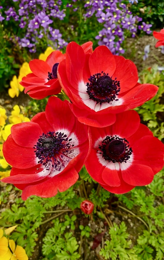 أبصال زهور شقائق النعمان أنيمون هولانديا الحمراء -(Anemone Hollandia)