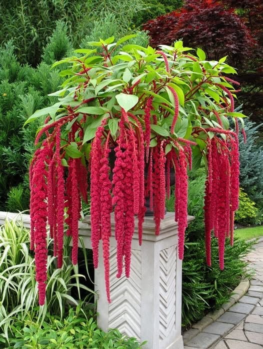 بدور زهور امارنث  الفوشيا - fuchsia amaranth flowers