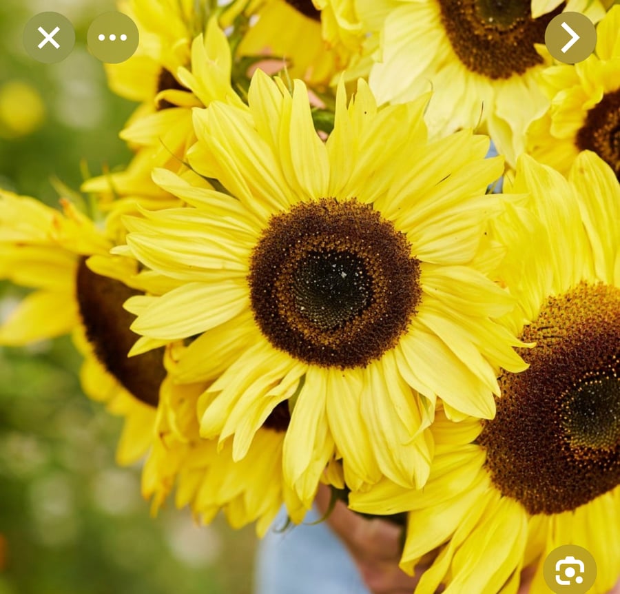 بذور زهور دوار الشمس ملكة الليمون -Lemon Queen Sunflower