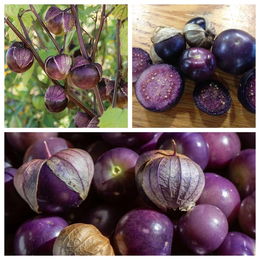 بذور توماتيلو دي ميلبا - - Tomate 'Speckled Roman' - Tomatillo de melba seeds