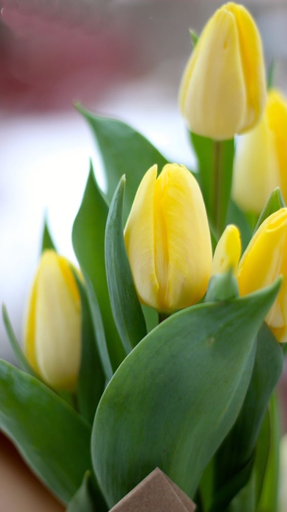 ابصال  توليب  الأمير المضيئ. -'Sunny Prince' Tulip