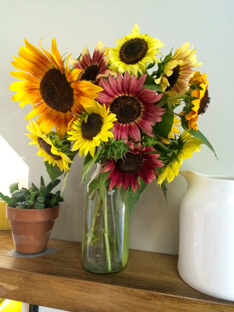 بذور زهور عباد الشمس متعدد الاصناف ومتوارث - Sunflowers of many varieties