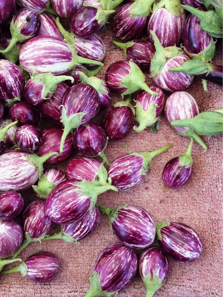 بذور باذنجان اربان ( هجبن F1) - Urban F1 eggplant seeds