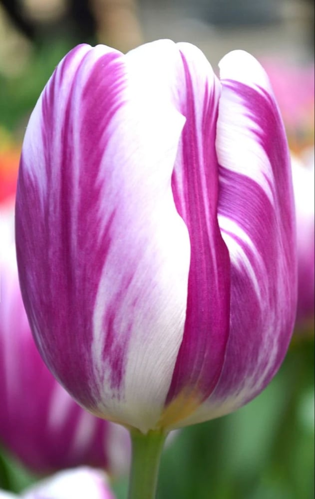 ابصال التوليب العلم المشتعل - Flaming Flag Tulip
